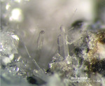 Eifel Mineralien Bellerberg Wollastonit