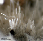 Eifel Mineralien Bellerberg Wollastonit