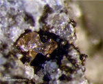 Eifel Mineralien Bellerberg Zirkon