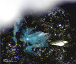 Eifel Mineralien Berzeliushütte Stolberg Devillin