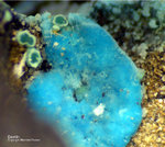 Eifel Mineralien Berzeliushütte Stolberg Devillin