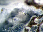 Eifel Mineralien Berzeliushütte Stolberg Ettringit