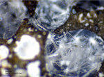 Eifel Mineralien Concordiahütte Eschweiler Ettringit