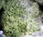 Eifel Mineralien Concordiahütte Eschweiler Zinkit