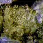 Eifel Mineralien Concordiahütte Eschweiler Zinkit