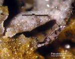Mineralien Eifel Emmelberg Pseudobrookit