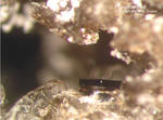 Mineralien Eifel Emmelberg Pseudobrookit