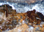 Mineralien Eifel Emmelberg Pseudobrookit