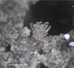 Eifel Mineralien Emmelberg Topas