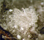 Eifel Mineralien Emmelberg Topas