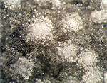 Eifel Mineralien Graulei Calcit 