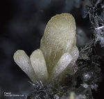 Eifel Mineralien Graulei Calcit 