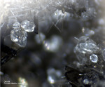 Eifel Mineralien Graulei Leucit