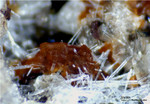 Eifel Mineralien Graulei Melilith