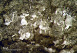 Eifel Mineralien Hannebacher Ley Baryt