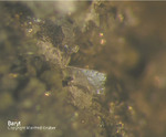 Eifel Mineralien Hannebacher Ley Baryt