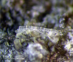 Eifel Mineralien Hannebacher Ley Baryt