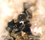 Eifel Mineralien Mendig Fluorit