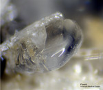 Eifel Mineralien Mendig Fluorit