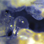 Eifel Mineralien Mendig Hauyn