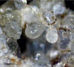 Eifel Mineralien Mendig Hauyn