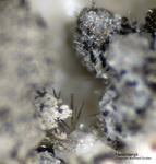 Eifel Mineralien Mendig Hedenbergit