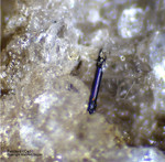 Eifel Mineralien Mendig Perrierit-(Ce)