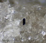 Eifel Mineralien Mendig Perrierit-(Ce)