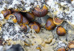 Eifel Mineralien Mendig Siderit