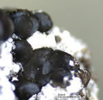 Eifel Mineralien Mendig Siderit