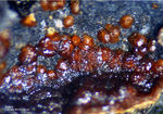 Eifel Mineralien Mendig Siderit