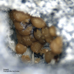 Eifel Mineralien Mendig Siderit