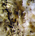 Eifel Mineralien Mendig Zirkon