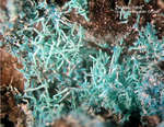 Eifel Mineralien Münsterbusch Stolberg Zinkaluminit