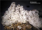 Eifel Mineralien Münsterbusch Stolberg Zinkaluminit