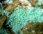 Eifel Mineralien Münsterbusch Stolberg Zinkaluminit