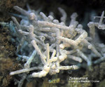 Eifel Mineralien Münsterbusch Stolberg Zinkaluminit