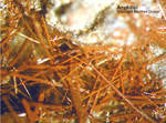 Eifel Mineralien Nickenicher Sattel Amphibol