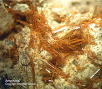 Eifel Mineralien Nickenicher Sattel Amphibol