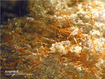 Eifel Mineralien Nickenicher Sattel Amphibol
