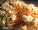 Eifel Mineralien Nickenicher Sattel Amphibol