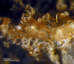 Eifel Mineralien Nickenicher Sattel Amphibol
