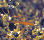 Eifel Mineralien Nickenicher Sattel Amphibol