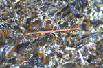 Eifel Mineralien Nickenicher Sattel Amphibol