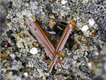 Eifel Mineralien Nickenicher Sattel Amphibol