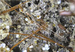 Eifel Mineralien Nickenicher Sattel Amphibol