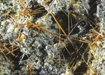 Eifel Mineralien Nickenicher Sattel Amphibol