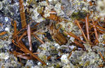 Eifel Mineralien Nickenicher Sattel Amphibol