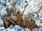 Eifel Mineralien Nickenicher Sattel Amphibol