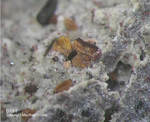 Eifel Mineralien Nickenicher Sattel Biotit